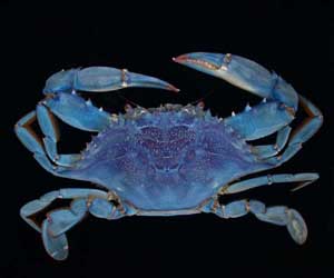 Blue Callinectes Sapidus Crab Sea Animals